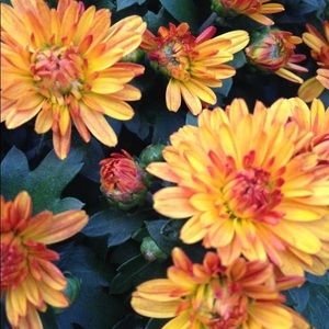 Meet your Posher, Sebastiana